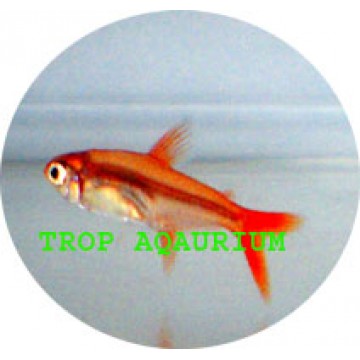 Ember tetra