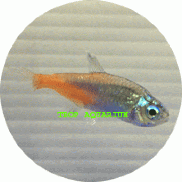 Neon diamond tetra