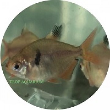 Serpae tetra-balloon
